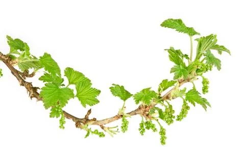 Blackcurrant branch in spring. Stock Photos