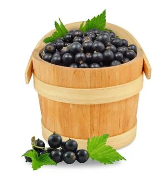 Blackcurrant in a bucket Stock Photos