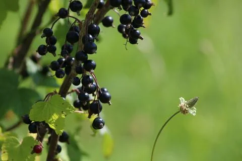 Blackcurrant on bush as background. Stock Photos