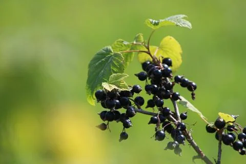 Blackcurrant on bush as background. Stock Photos