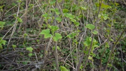 Blackcurrant bush is in bloom in the spring. Horizontal panorama, camera Stock Footage 243853324