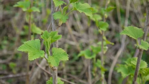 Blackcurrant bush is in bloom in the spring. Horizontal panorama, camera Stock Footage 262909355