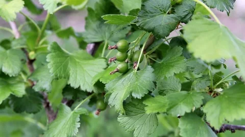 Blackcurrant bush with green berries Stock Footage 159948994