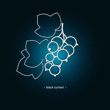 Blackcurrant in the Contours 스톡 일러스트