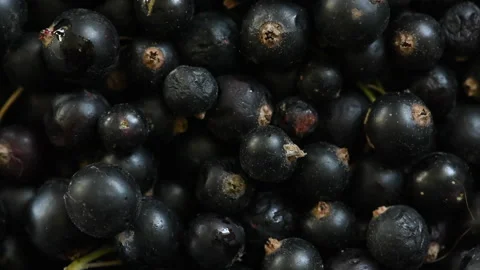 Blackcurrant dew Video stock 136533353