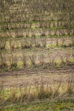 Blackcurrant field Stock Photos