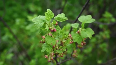 Blackcurrant flower. Bushes bloom in spring. Berries in the garden. Static Stock Footage 265109235
