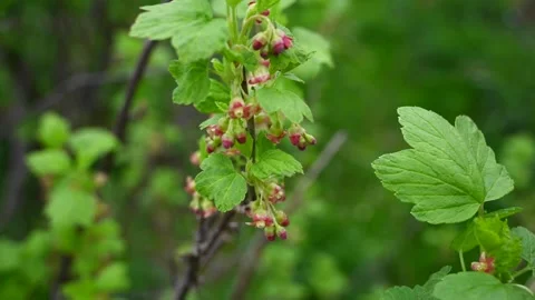 Blackcurrant flower. Bushes bloom in spring. Berries in the garden. Static Stock Footage 265109250