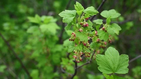 Blackcurrant flower. Bushes bloom in spring. Berries in the garden. Static Stock Footage 267158233