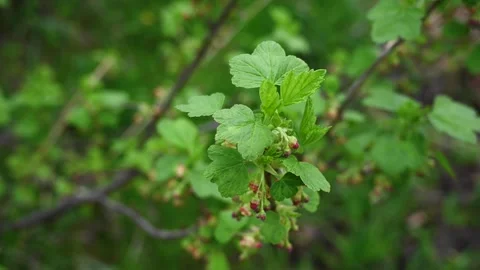 Blackcurrant flower. Bushes bloom in spring. Berries in the garden. Static Stock Footage 267158304
