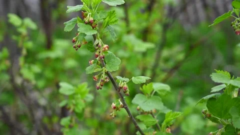 Blackcurrant flower. Bushes bloom in spring. Berries in the garden. Static Stock Footage 267158352
