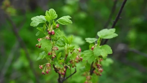 Blackcurrant flower. Bushes bloom in spring. Berries in the garden. Static Stock Footage 267158459