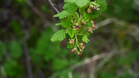 Blackcurrant flower. Bushes bloom in spring. Berries in the garden. Static Stock Footage 310696388