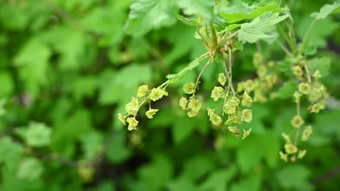 Blackcurrant flower. Bushes bloom in spring. Berries in the garden. Static Stock Footage 310696431