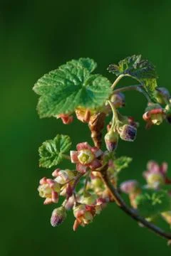Blackcurrant flowers Stock Photos