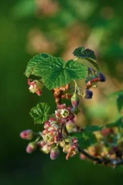 Blackcurrant flowers Stock-Fotos