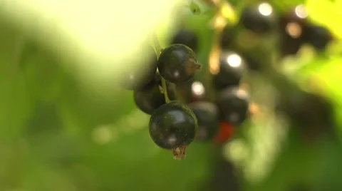 Blackcurrant Video stock 8648758