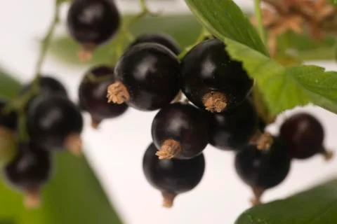 Blackcurrant fruit full of vitamins Stock Photos