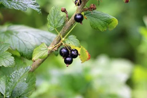 Blackcurrant fruits on a bush in close up Stock Photos