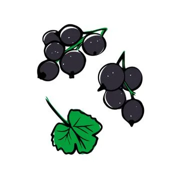 Blackcurrant fruits on white background. Vector illustration. Stock Illustration