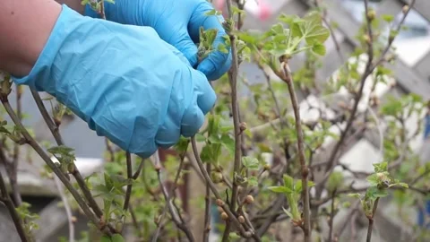 Blackcurrant Gall Mite Video stock 242163803