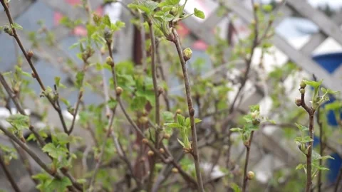 Blackcurrant Gall Mite Video stock 242163846