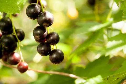 Blackcurrant in the garden Stock Photos