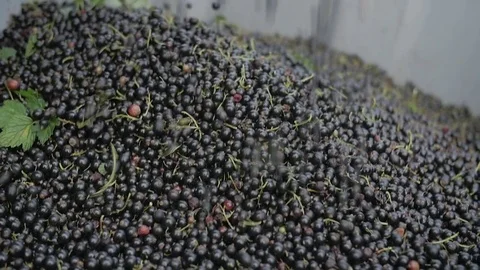 Blackcurrant harvest in slow motion Video stock 77788248
