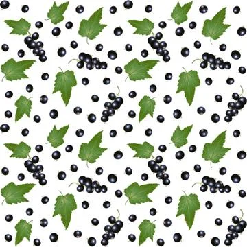 Blackcurrant Stock Illustration