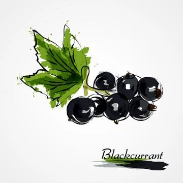 Blackcurrant Stock Illustration