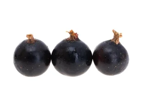 Blackcurrant isolated Stock Photos