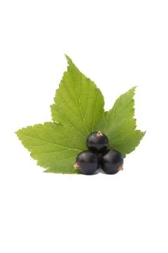 Blackcurrant with leaf isolated on white background. black currant berry phot Stock Photos