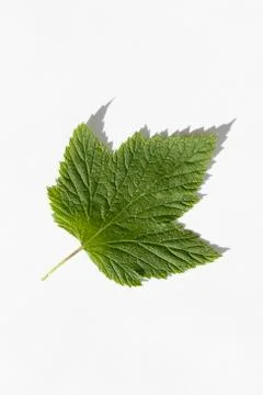 Blackcurrant leaf on white with shadow macro photo Stock Photos