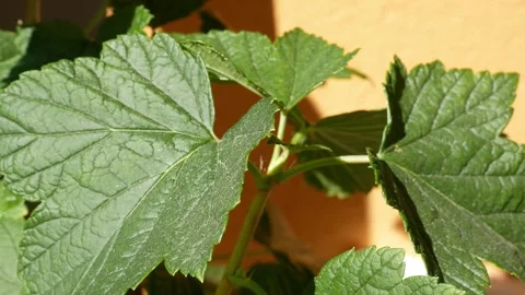 Blackcurrant leaves caressed by the wind Stock-Footage 311506592