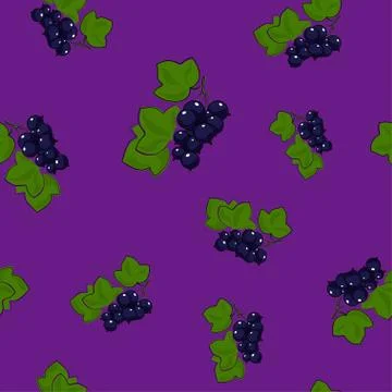 Blackcurrant on Lilac Background 스톡 일러스트