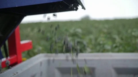 Blackcurrant machine harvest in slow motion Video stock 77788213