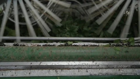 Blackcurrant machine harvest in slow motion Video stock 77788231