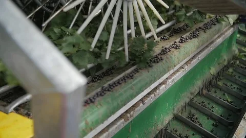 Blackcurrant machine harvest in slow motion Video stock 77788238