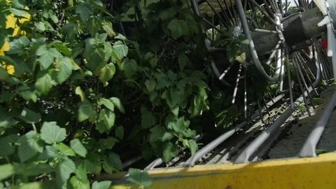 Blackcurrant machine harvest in slow motion Video stock 77788255