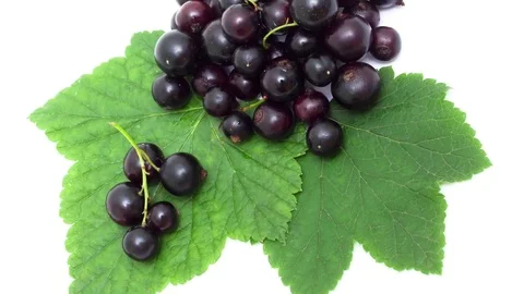 Blackcurrant macro zoom out Stock Footage 75253786