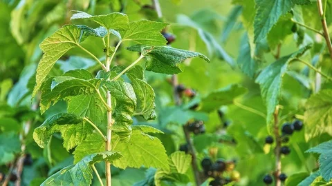 Blackcurrant or black currant (Ribes nigrum) is a woody shrub in the family G Stock Footage 114074932