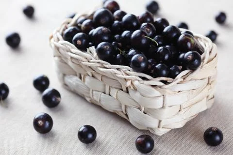 Blackcurrant Stock Photos