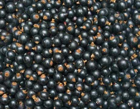 Blackcurrant Stock Photos
