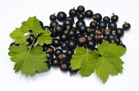 Blackcurrant Stock Photos