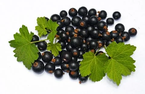 Blackcurrant Stock Photos