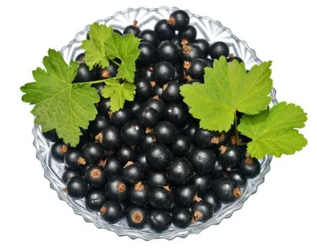Blackcurrant Stock Photos