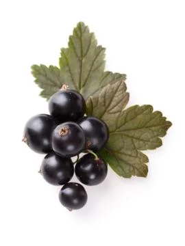 Blackcurrant Stock Photos