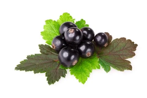 Blackcurrant Stock Photos