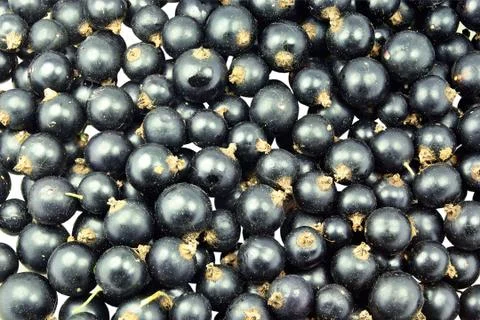 Blackcurrant Stock Photos