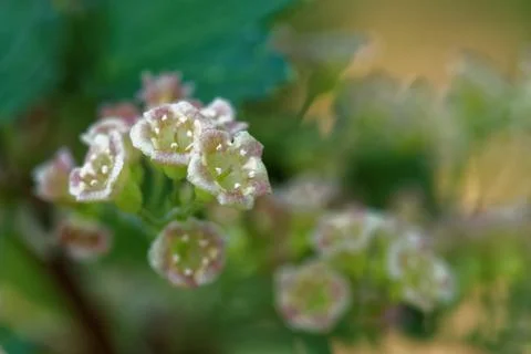 Blackcurrant Stock Photos